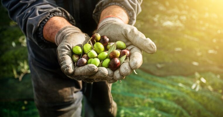 Raccolta delle olive